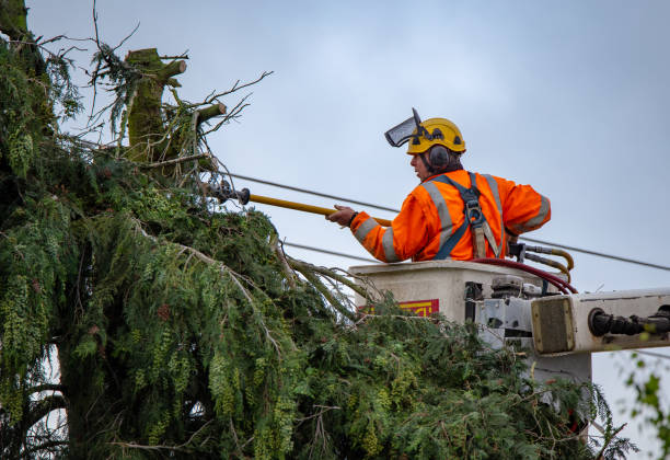 Monticello, FL Tree Services Company